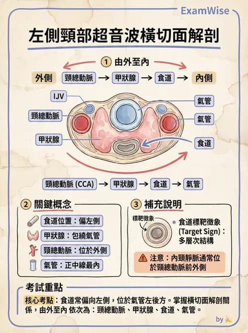 放射 - 泌尿生殖與小器官超音波 - AI 圖文解析預覽
