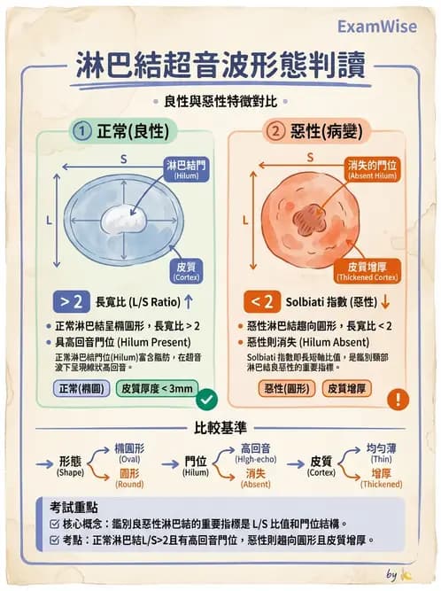 放射 - 泌尿生殖與小器官超音波 - AI 圖文解析預覽