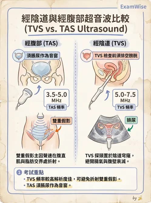 放射 - 泌尿生殖與小器官超音波 - AI 圖文解析預覽