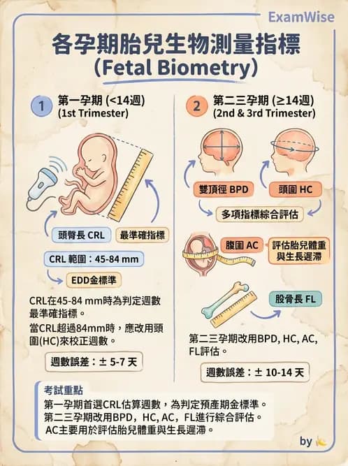 放射 - 泌尿生殖與小器官超音波 - AI 圖文解析預覽
