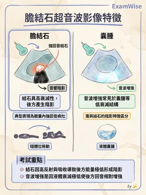 放射 - 膽胰脾超音波 - AI 圖文解析預覽