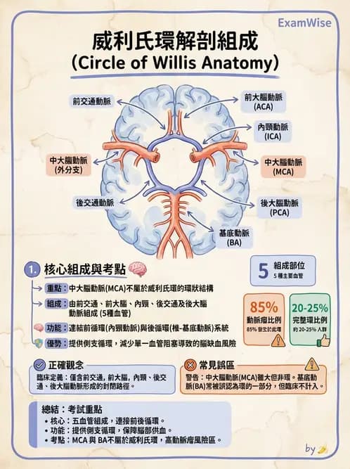放射 - 血管攝影原理與解剖 - AI 圖文解析預覽