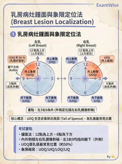放射 - 乳房攝影與其他特殊檢查 - AI 圖文解析預覽