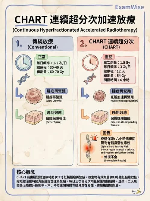 放射 - 時間劑量分次效應 - AI 圖文解析預覽