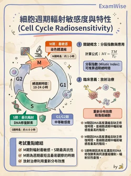 放射 - 細胞存活曲線與週期 - AI 圖文解析預覽