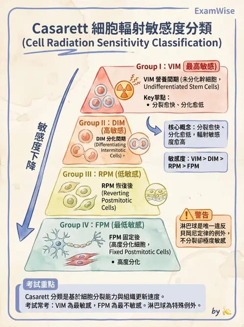 放射 - 組織與腫瘤輻射效應 - AI 圖文解析預覽