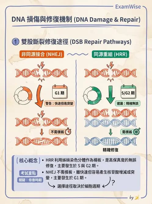 放射 - DNA傷害與修復 - AI 圖文解析預覽