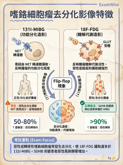 放射 - 標靶受體腫瘤造影 - AI 圖文解析預覽
