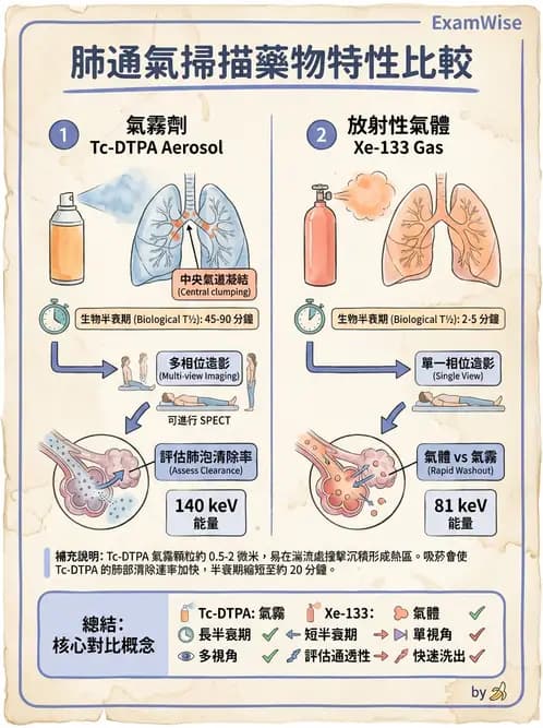 放射 - 肺部與感染造影 - AI 圖文解析預覽