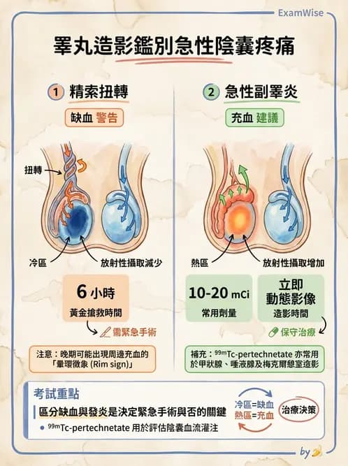 放射 - 消化道造影 - AI 圖文解析預覽