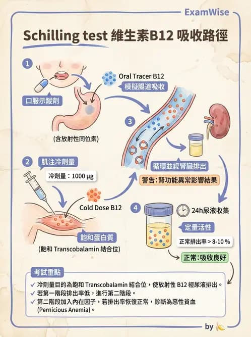 放射 - 消化道造影 - AI 圖文解析預覽