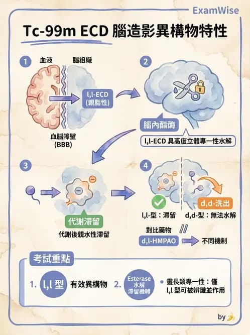 放射 - 腦部造影SPECT藥物 - AI 圖文解析預覽