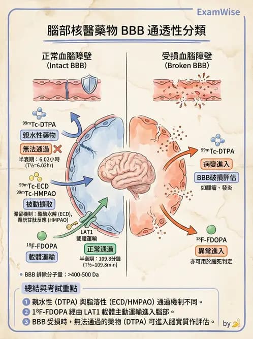 放射 - 腦部造影SPECT藥物 - AI 圖文解析預覽
