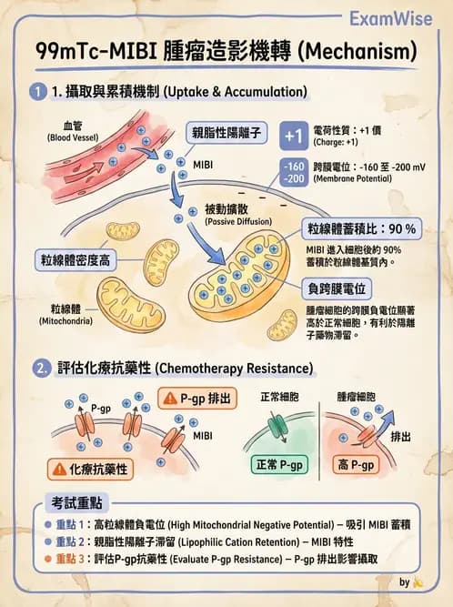 放射 - 腫瘤與內分泌造影SPECT藥物 - AI 圖文解析預覽