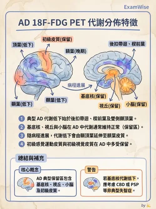 放射 - 腦部造影 - AI 圖文解析預覽