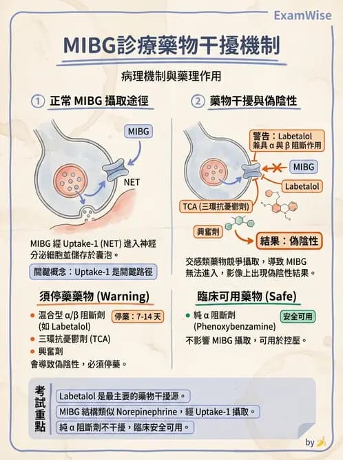 放射 - 標靶受體腫瘤造影 - AI 圖文解析預覽