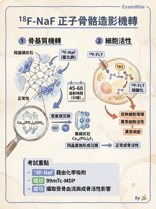 放射 - PET藥物基礎與心臟造影 - AI 圖文解析預覽