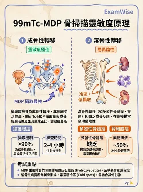 放射 - 骨骼造影 - AI 圖文解析預覽