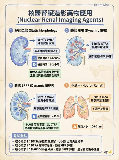 放射 - 腎臟造影 - AI 圖文解析預覽