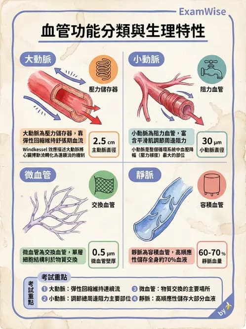 放射 - 心血管生理 - AI 圖文解析預覽