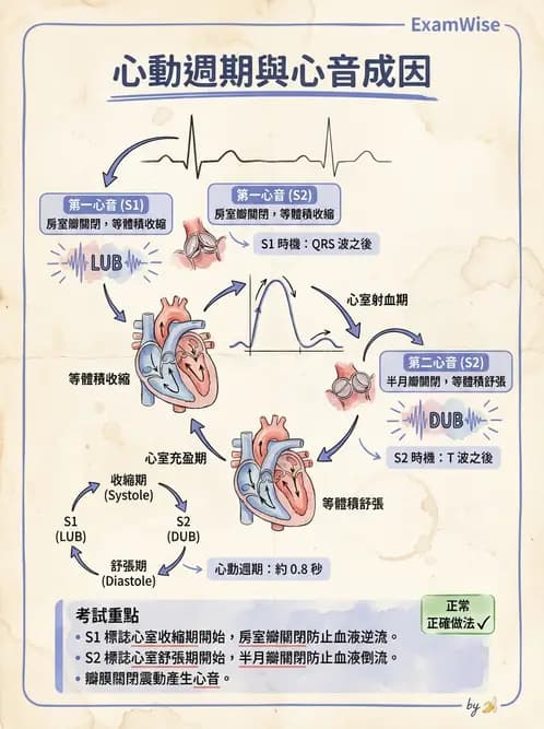 放射 - 心血管生理 - AI 圖文解析預覽