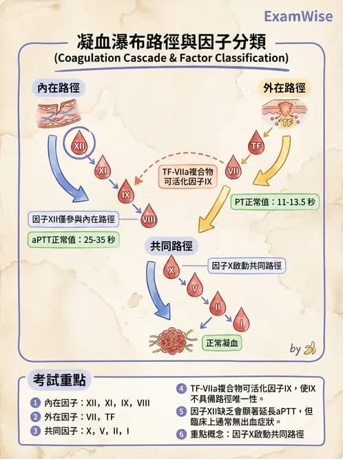放射 - 血液及免疫生理 - AI 圖文解析預覽