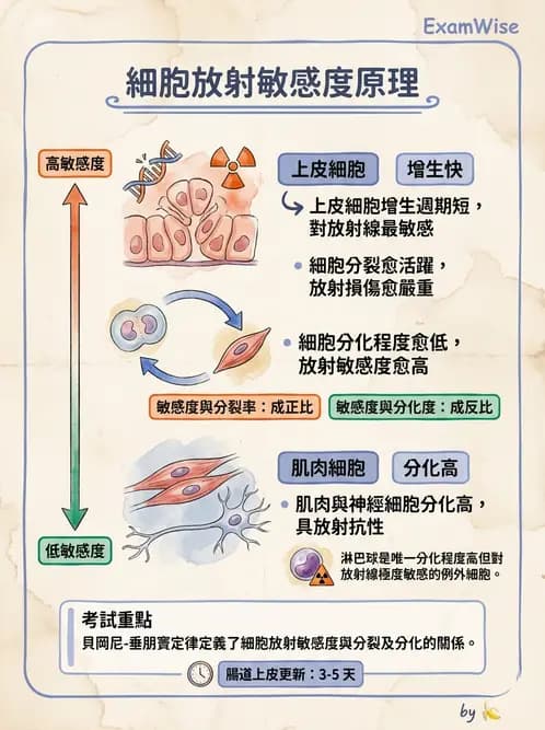 放射 - 胃腸生理 - AI 圖文解析預覽