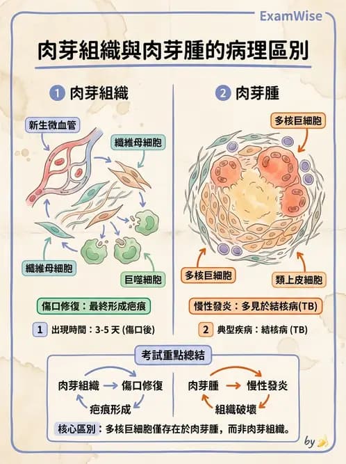 放射 - 感染、修復及其反應 - AI 圖文解析預覽