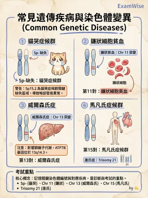 放射 - 遺傳疾病與小兒疾病 - AI 圖文解析預覽
