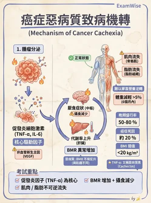 放射 - 惡性腫瘤 - AI 圖文解析預覽