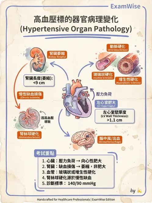 放射 - 心臟及血管疾病 - AI 圖文解析預覽