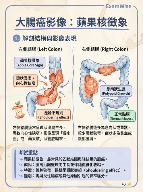 放射 - 口腔及腸胃道疾病 - AI 圖文解析預覽