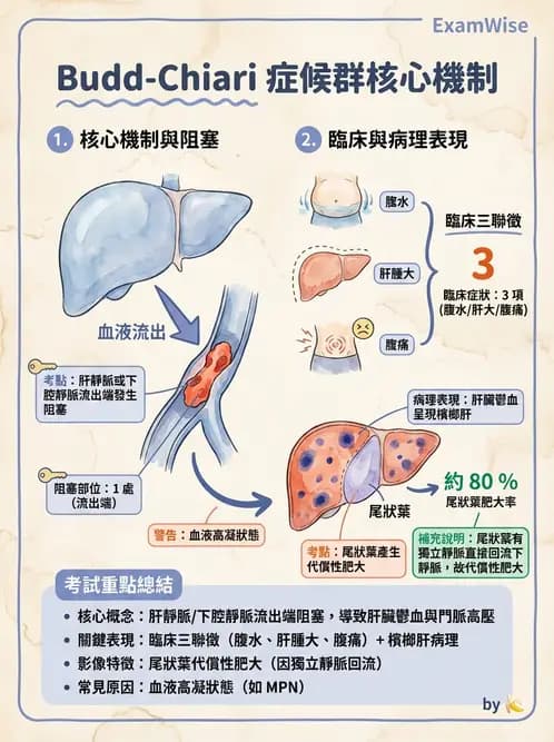 放射 - 肝臟、膽道及胰臟疾病 - AI 圖文解析預覽
