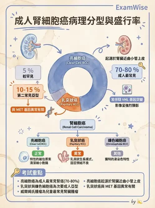 放射 - 惡性腫瘤 - AI 圖文解析預覽
