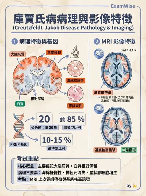 放射 - 神經系統疾病 - AI 圖文解析預覽