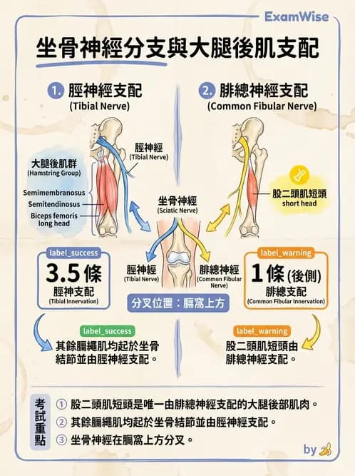 放射 - 脊神經叢與肢體神經 - AI 圖文解析預覽