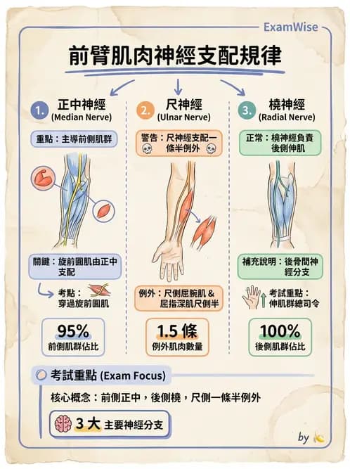 放射 - 脊神經叢與肢體神經 - AI 圖文解析預覽