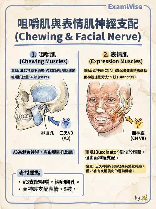 放射 - 腦神經 - AI 圖文解析預覽