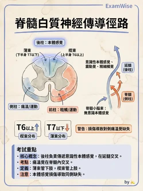 放射 - 腦幹、脊髓與腦室系統 - AI 圖文解析預覽