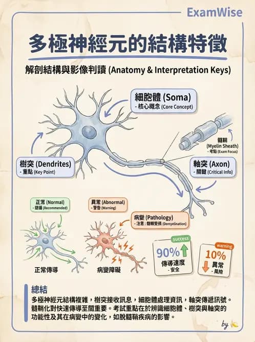 放射 - 大腦皮質與神經細胞 - AI 圖文解析預覽