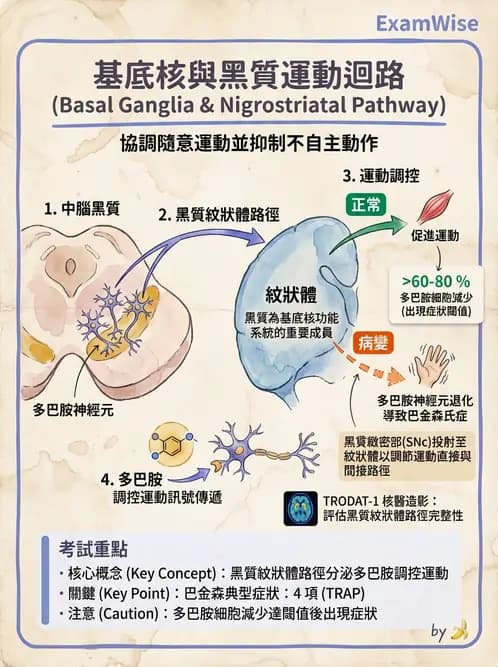 放射 - 大腦皮質與神經細胞 - AI 圖文解析預覽