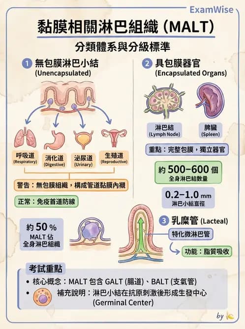 放射 - 淋巴及免疫系統 - AI 圖文解析預覽