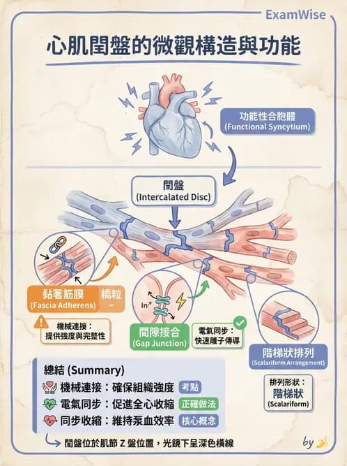 放射 - 心臟 - AI 圖文解析預覽