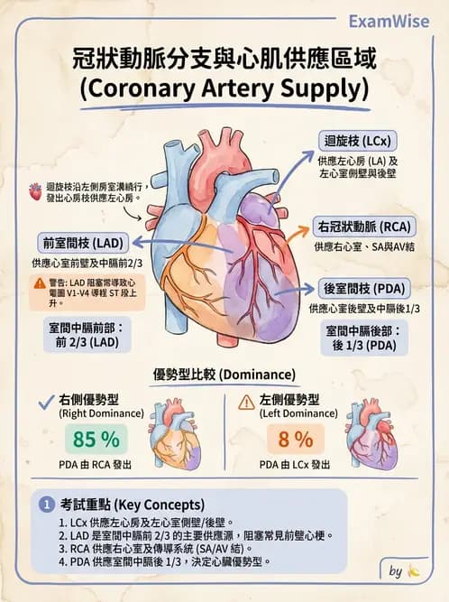放射 - 心臟 - AI 圖文解析預覽