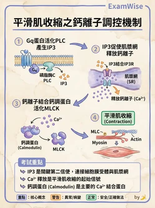 放射 - 肌肉及代謝生理 - AI 圖文解析預覽
