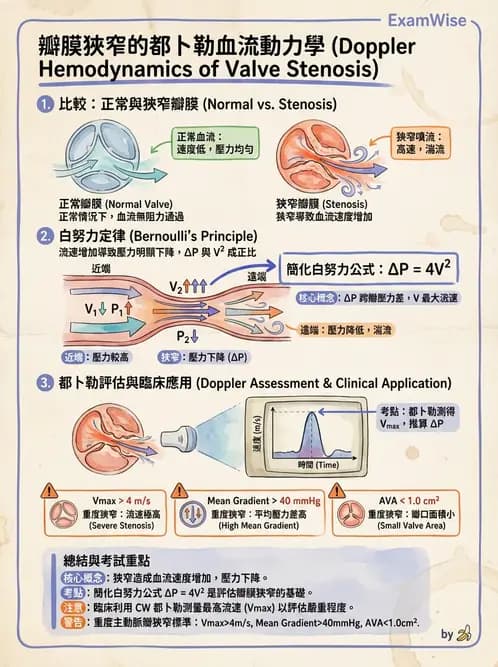 放射 - 超音波成像與都卜勒 - AI 圖文解析預覽
