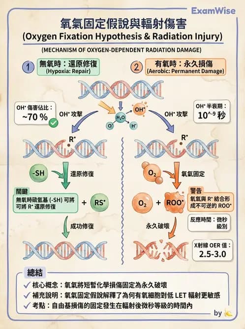 放射 - 輻射物理生物基礎 - AI 圖文解析預覽