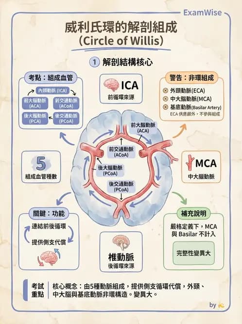 放射 - 血管攝影原理與解剖 - AI 圖文解析預覽
