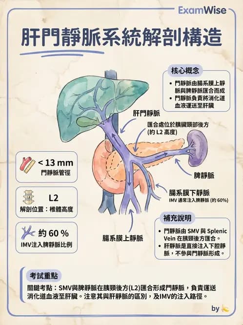 放射 - 血管攝影原理與解剖 - AI 圖文解析預覽