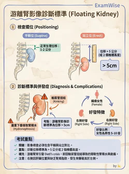 放射 - 泌尿生殖攝影 - AI 圖文解析預覽